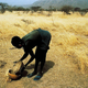A woman gathers fonio in Mali